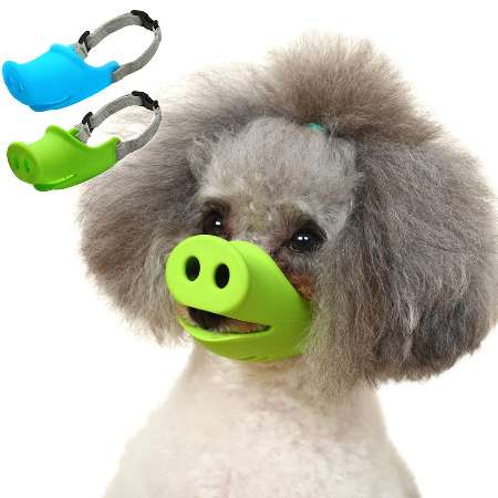 Une photo d'un chien avec un accessoire mode sur la truffe qui lui fait comme un nez de cochon hihihhuhuhuhuhahahaa quelle poilade