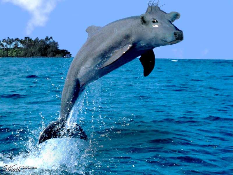 Une photomontage un peu crade d'un dauphin à tête de vache
